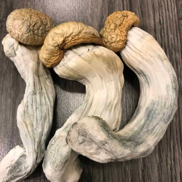 Buy Penis Envy Psilocybin Mushrooms Dubai